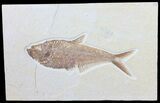 Nice, Diplomystus Fossil Fish - Wyoming #50867-1